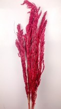 Pampas Eryanthus Bordeaux 115cm x 5 Pampas Eryanthus Bordeaux 115cm x 5