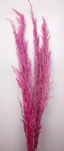 Pampas Eryanthus Fuchsia 115cm x 5 stems Pampas Eryanthus Fuchsia 115cm x 5 stems