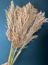 Dried Wild Plume x 10 Light Pink 75cm