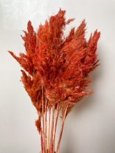 Dried Wild Plume Stems x 10 Red 75cm