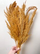 Dried Wild Plume Stems x 10 Taupe 75cm Dried Wild Plume Stems x 10 Taupe 75cm