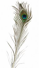 Packet of 10 Peacock feathers