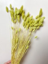 Dried Phalaris Flowers Green/ Yellow 80g