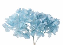 Preserved Hydrangea Aqua 15cm