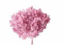 Preserved Hydrangea Lavender 15cm