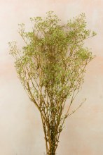 Preserved Gyp Green Bunch 55g