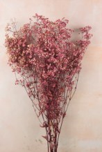 Preserved Gypsophelia 80cm Lilac/ White
