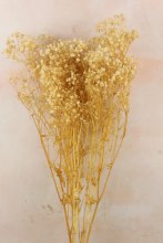 Preserved Gypsophelia 80cm Natural