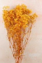 Preserved Gypsophelia 80cm Yellow