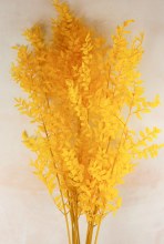 Preserved Ruscus Yellow Bunch