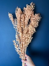 Dried Ruscus Peach