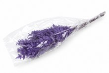 Preserved Ruscus Milka