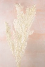 Additional picture of Dried Ruscus Bunch Bleached White