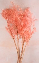 Preserved Ruscus Light Pink Preserved Ruscus Light Pink