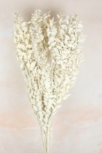 Dried Ruscus White Dried Ruscus White