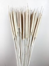 Dried Typha White