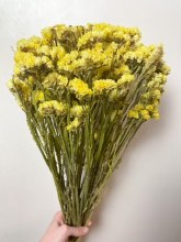 Dried Statice Flowers Yellow