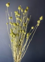 Dried Strawberry Thistle Green 100gr