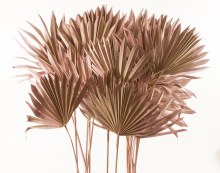 Dried Sun Spear Lilac Wash x 20