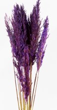 Dried Wild Plume Stems x 10 Lavender 75cm