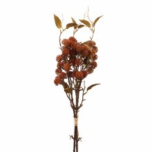Japanese Elder Bunch Brown