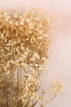 Additional picture of Preserved Gypsophelia 80cm Bunch White