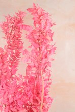 Additional picture of Dried Ruscus Bunch Pink