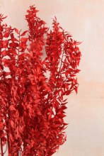 Additional picture of Dried Ruscus Bunch Red