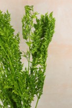 Additional picture of Dried Ruscus Bunch Green