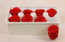 Additional picture of Preserved Roses( Box of 8) 6cm Red
