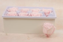 Additional picture of Preserved Roses( Box of 8) 6cm Pale Pink