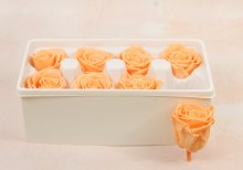 Additional picture of Preserved Roses( Box of 8) 6cm Peach