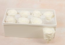 Additional picture of Preserved Roses( Box of 8) 6cm Pale Ivory