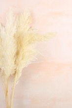 Additional picture of Bleached Dried Pampas Grass 75cm x 9 stems