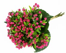 Additional picture of Faux Babys Breath Bunch Dark Pink 36cm