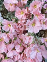 Additional picture of Artificial Cosmos Stem 60cm Pink- Faux Flower Spray( 6 Heads, Flocked stem)