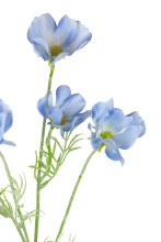 Additional picture of Artificial Cosmos blue 60cm