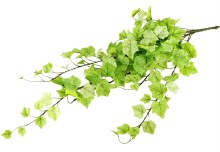 Additional picture of Artificial Ivy Bundle 69cm Light Green