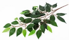 Additional picture of Artificial Ficus Bundle 56cm x 6pcs