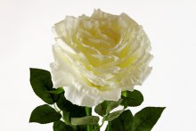 Additional picture of Artificial Rose Single Long Stem - 65cm - Ivory