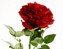 Additional picture of Artificial Rose Single Long Stem - 65cm - Red