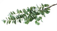 Additional picture of Artificial Eucalyptus Stem Frosted 95cm