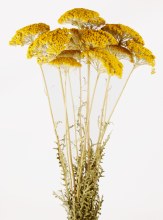 Additional picture of Archillea Park Natural Yellow Bunch