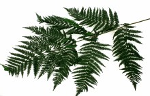 Additional picture of Preserved Large Green Fern x 5 Stems