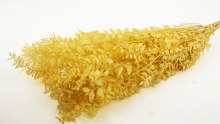 Additional picture of Dried Ruscus Mustard Yellow