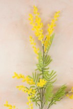 Additional picture of Artificial Mimosa Stem 96cm Yellow
