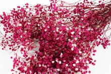 Additional picture of Preserved Gyp Fuchsia