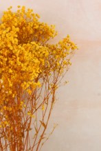 Additional picture of Preserved Gypsophelia 80cm Yellow
