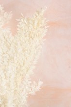 Additional picture of Dried Ruscus Bunch Bleached White