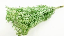 Additional picture of Dried Ruscus Mint Green
